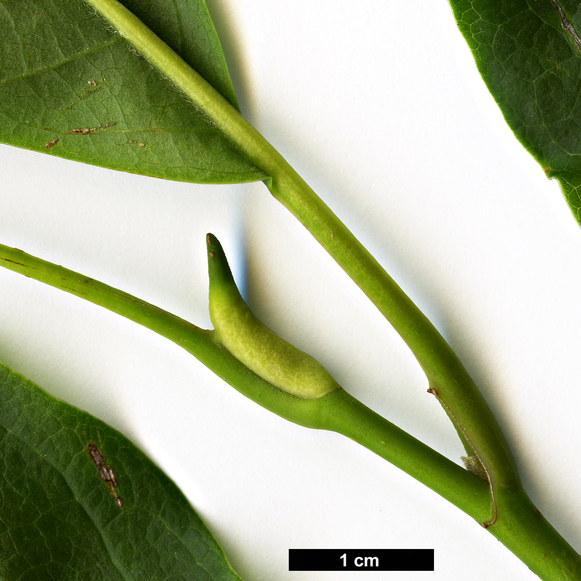 High resolution image: Family: Magnoliaceae - Genus: Magnolia - Taxon: sprengeri - SpeciesSub: var. sprengeri